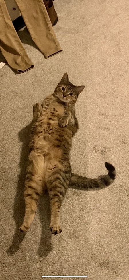 Entry image for Rosemary. Clicking this image will show a larger photo