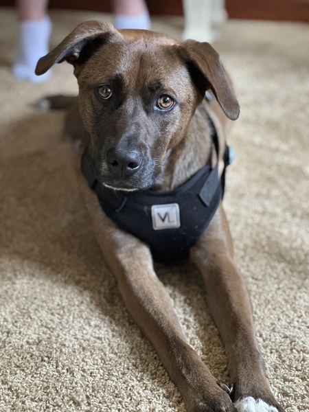 Entry image for Koda . Clicking this image will show a larger photo