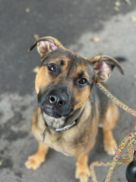 Raja