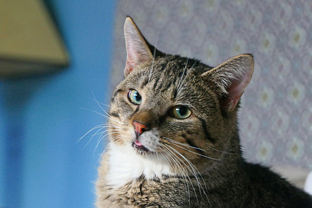 Entry image for Garlic. Clicking this image will show a larger photo