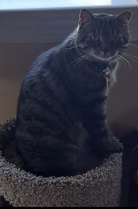 Entry image for Eddy. Clicking this image will show a larger photo