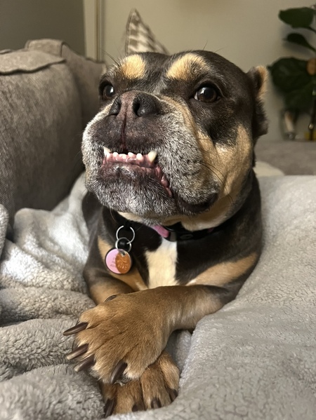 Entry image for Midge. Clicking this image will show a larger photo