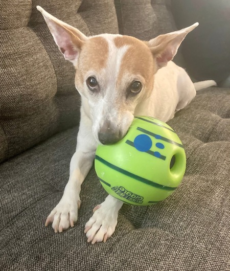 Entry image for Roxy. Clicking this image will show a larger photo