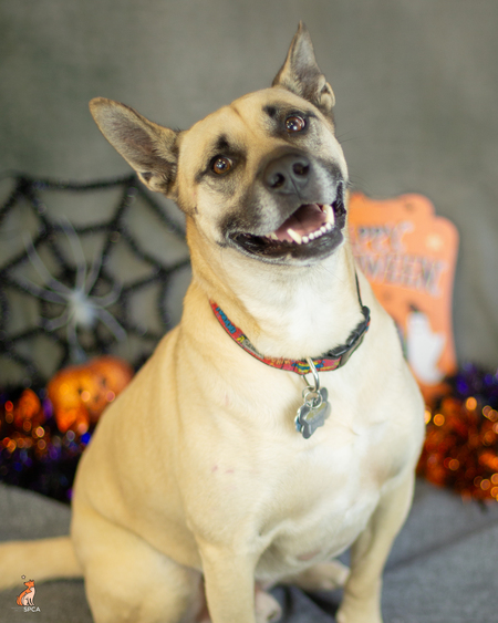 Entry image for Fritz. Clicking this image will show a larger photo