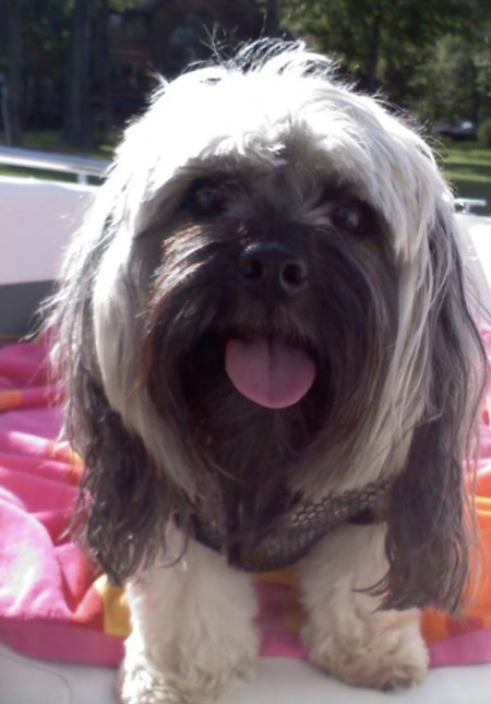 Entry image for Duke. Clicking this image will show a larger photo