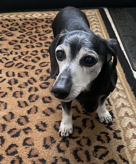 Entry image for Elvis. Clicking this image will show a larger photo