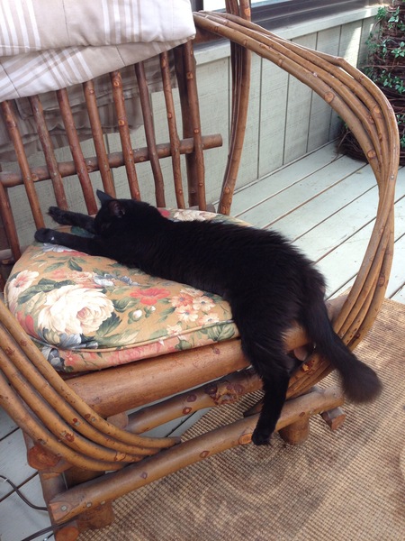 Entry image for Feebie . Clicking this image will show a larger photo