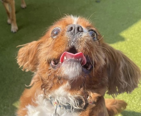 Entry image for Dorito . Clicking this image will show a larger photo