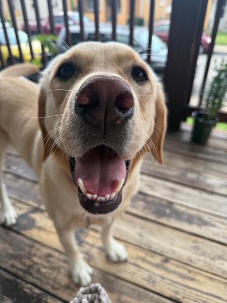 Entry image for Shiloh. Clicking this image will show a larger photo