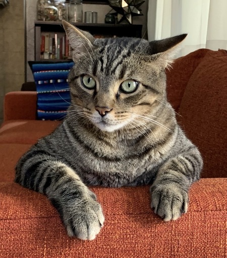 Entry image for Grayson. Clicking this image will show a larger photo