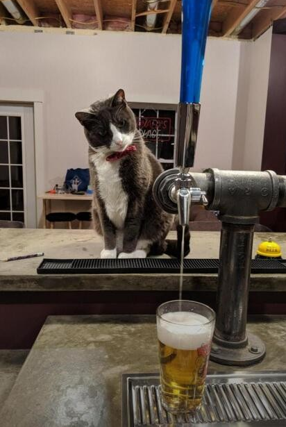 Entry image for Meowlania. Clicking this image will show a larger photo