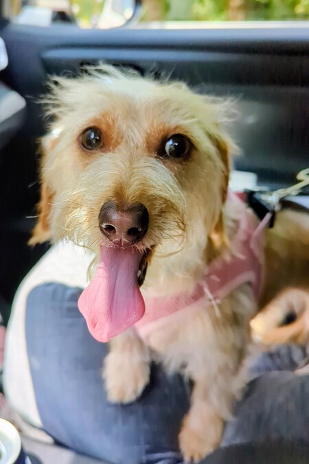 Entry image for Fiona . Clicking this image will show a larger photo