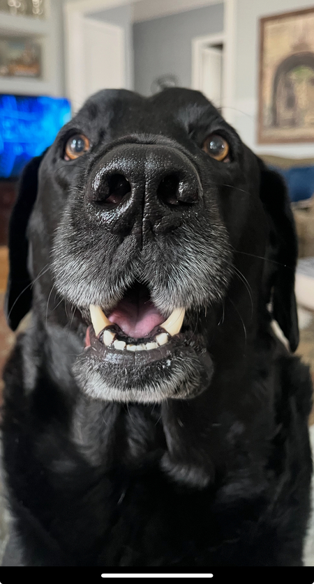 Entry image for Boo Radley . Clicking this image will show a larger photo