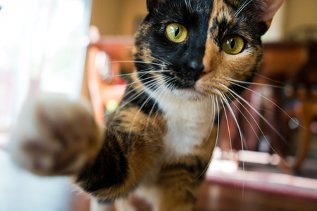 Entry image for Hops. Clicking this image will show a larger photo