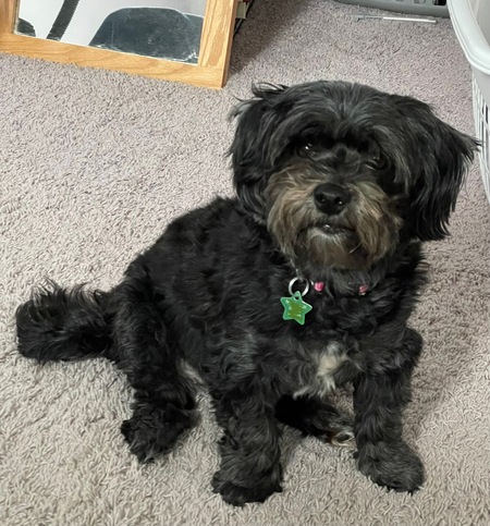 Entry image for Ziggy Stardust. Clicking this image will show a larger photo