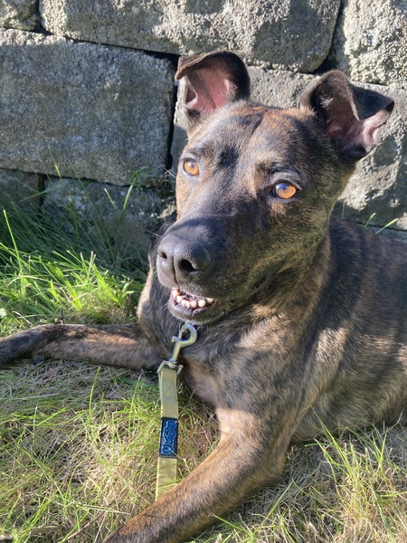 Entry image for Baskuti. Clicking this image will show a larger photo