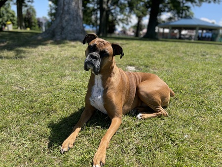 Entry image for Primrose . Clicking this image will show a larger photo