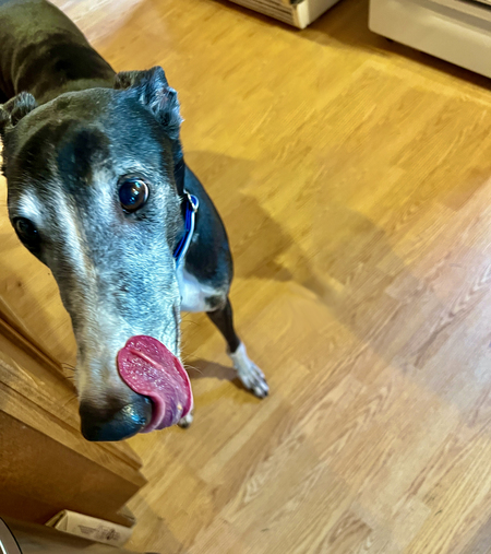 Entry image for Tennessee "Tux" Tuxedo. Clicking this image will show a larger photo