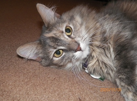 Entry image for Gillian. Clicking this image will show a larger photo