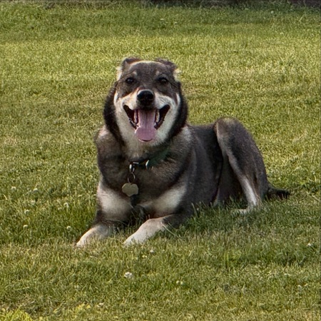 Entry image for Cooper. Clicking this image will show a larger photo