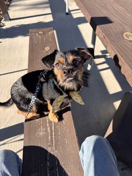 Entry image for Pippin. Clicking this image will show a larger photo