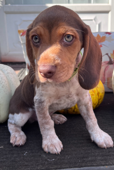 Entry image for Jet. Clicking this image will show a larger photo