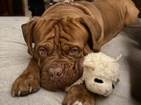 Entry image for Russett. Clicking this image will show a larger photo