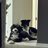 Entry image for Bandit & Pippa
