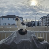 Entry image for Milenko (Lilli)