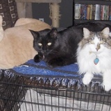 Entry image for Felix, Jasper and Mischa
