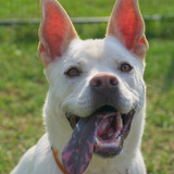Entry image for Kyle - CA Humane's longest resident
