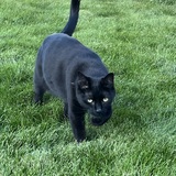Entry image for Millie