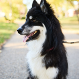 Entry image for Khloe