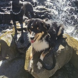 Entry image for Indy and Jasper