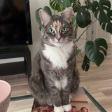 Entry image for Pudge