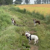 Entry image for Lola, Dutchie, & Raphie 