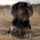Entry image for Fynn