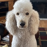 Entry image for Otis