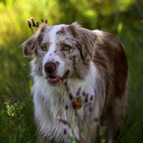 Entry image for Milo