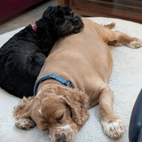 Entry image for Pepper & Daphne