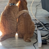 Entry image for Whiskey & Buster