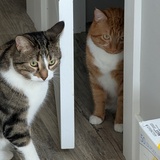 Entry image for Milo & Buster