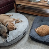 Entry image for Barney, Daphne & Buster
