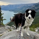Entry image for Nala