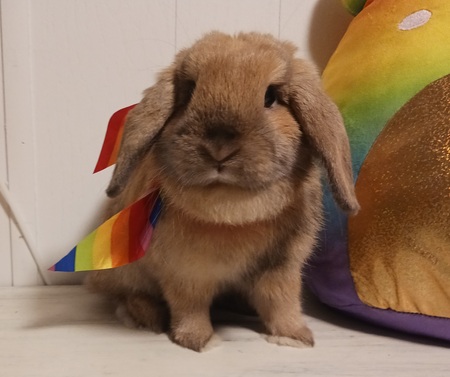 Entry image for Persephone. Clicking this image will show a larger photo