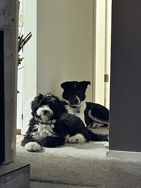 Entry image for Bandit & Pippa. Clicking this image will show a larger photo