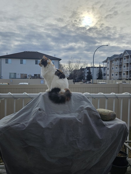 Entry image for Milenko (Lilli). Clicking this image will show a larger photo