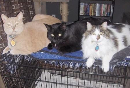Entry image for Felix, Jasper and Mischa. Clicking this image will show a larger photo