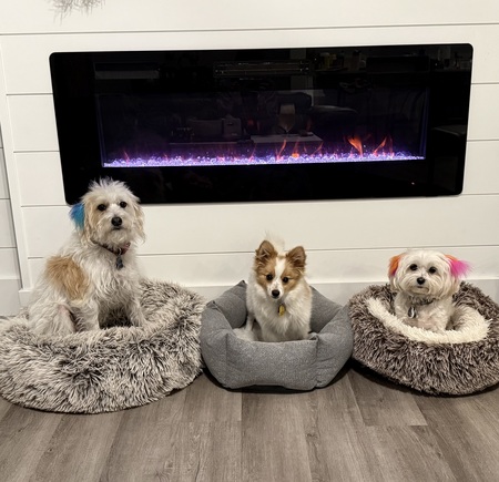 Entry image for Chester, Gus and Millie. Clicking this image will show a larger photo