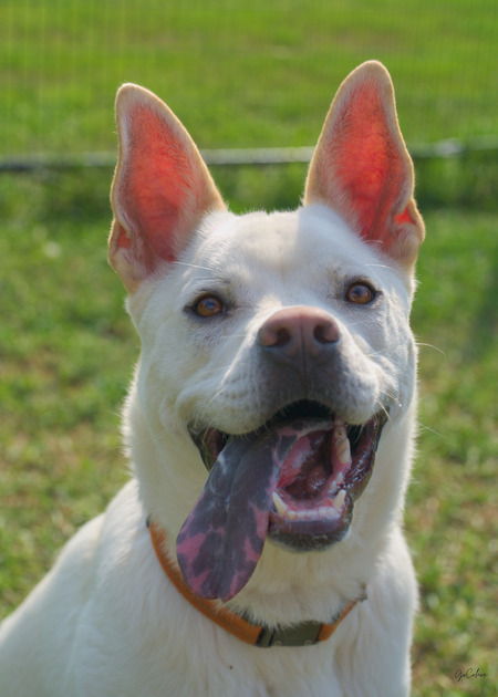 Entry image for Kyle - CA Humane's longest resident. Clicking this image will show a larger photo